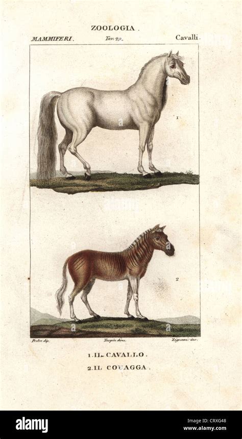 Horse, Equus ferus caballus, and extinct quagga, Equus quagga quagga ...