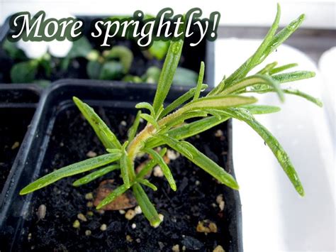 Rosemary Propagation - Four Weeks Later : Behind Mytutorlist.com