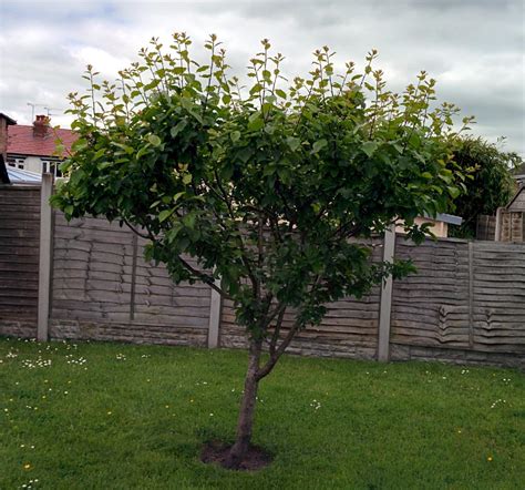 Does pruning a plum tree to maintain its size and shape prevent it from fruiting? - Gardening ...