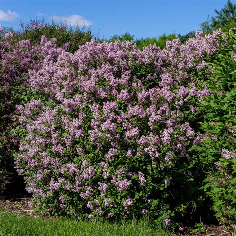 Lilac Shrubs For Sale | Plant Addicts