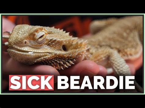 Why Won't My Bearded Dragon Move? - ReptileStreet