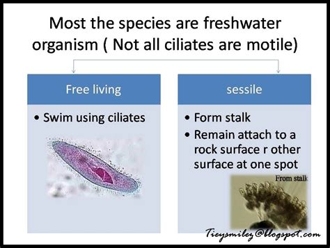 Smiles in My Life: Ciliates