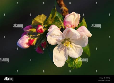 Apple-tree blossoms Stock Photo - Alamy