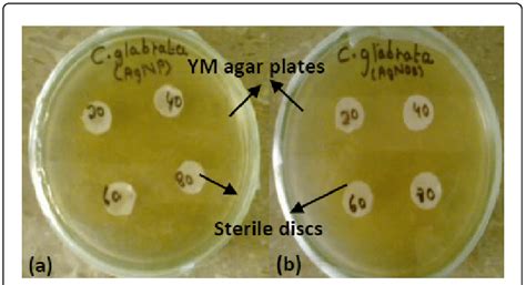 Disc diffusion method (a) Experiment (b) Control. | Download Scientific ...