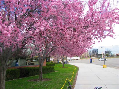 File:Spring Blossom Broncos Stadium.JPG - Wikipedia