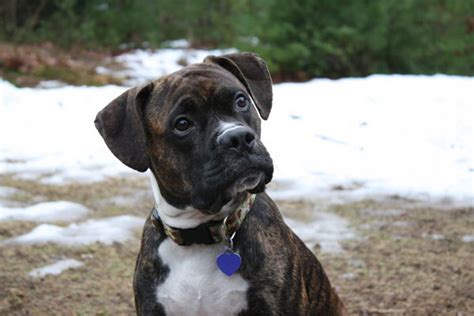 Boxer Pit Bull Mix - AllMutt.com