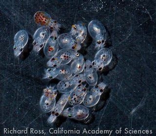 Real Octomom Gives Birth to Little Octopods on Video | Live Science