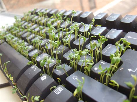File:Cress keyboard-3 sprouting other side.jpg - Wikipedia