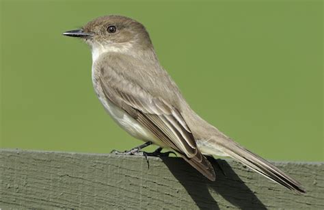 First of Season Sightings at Banshee Reeks - Loudoun Wildlife Conservancy