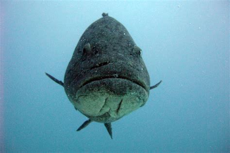 The Potato Grouper - Whats That Fish!