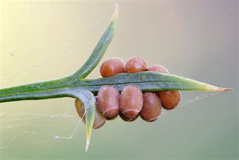 Pentatomidae eggs | 56 stacked natural light exposures of so… | Flickr