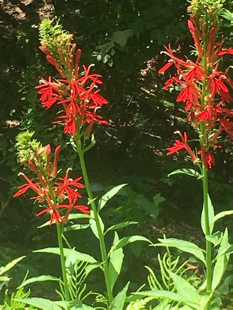 Lobelia cardinalis, cardinal flower, common in wetlands of the Mid-Atlantic region of the USA ...