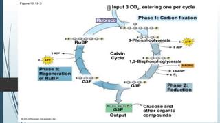 C3 pathway | PPT