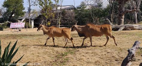 Is Tennoji Zoo (Osaka) worth visiting?