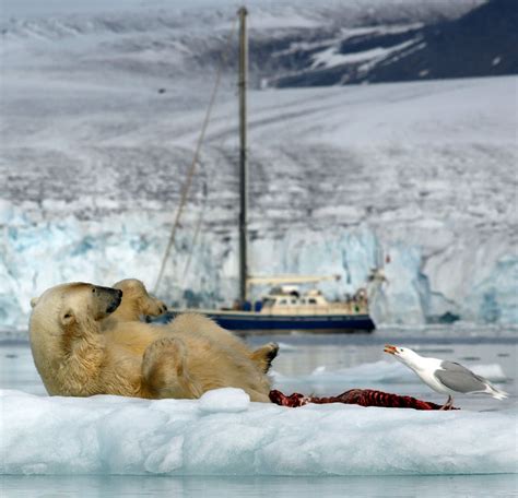 Arctica Expeditions AS - sail boat charter Spitsbergen, Svalbard, Norway