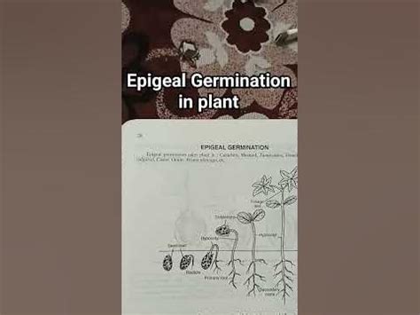 Epigeal germination in plant with examples #shorts #youtube shorts - YouTube