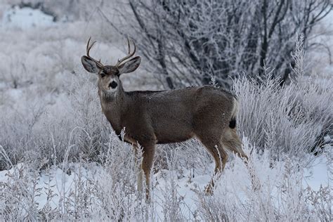 Nikon 200-500mm f/5.6E VR Review - More Image Samples