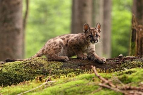 11 Facts About North America's Temperate Rainforests | North american ...