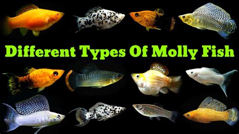 Top 14 Types Of Molly Fish - YouTube