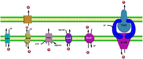 Frontiers | The culmination of multidrug-resistant efflux pumps vs. meager antibiotic arsenal ...