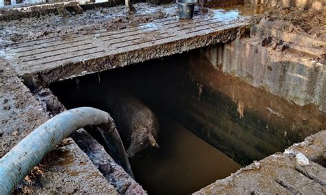 Pics: Firefighters facilitate rescue of cattle from slurry pit in ...