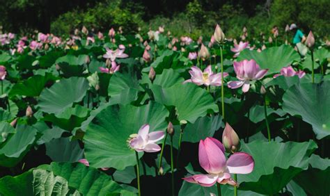 Lotus Flowers Blooming at Kenilworth Aquatic Gardens in Washington DC