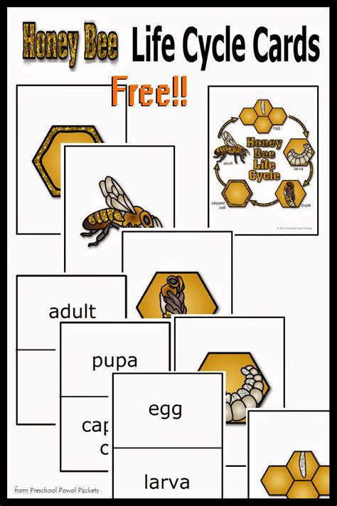 {FREE} Honey Bee Life Cycle Cards! | Preschool Powol Packets