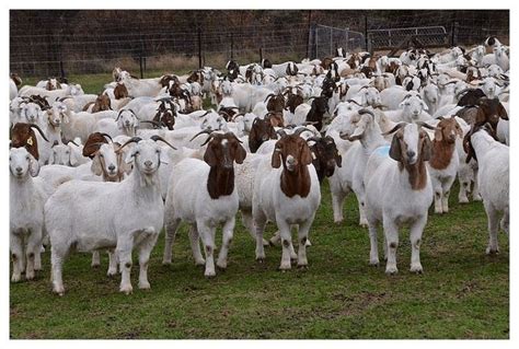 Goat Farming Business for Beginners | Boer goats, Goat farming, Dairy goats