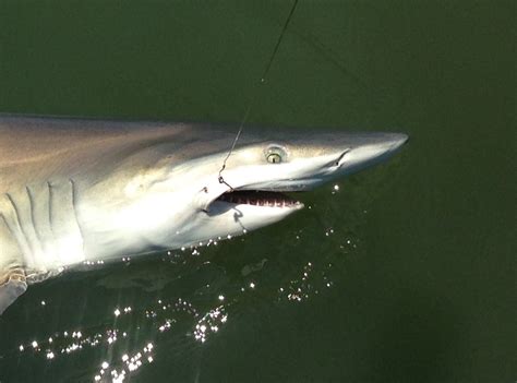 Hilton Head Shark Fishing Charters | 3 Hour Shark Fishing Trips ...