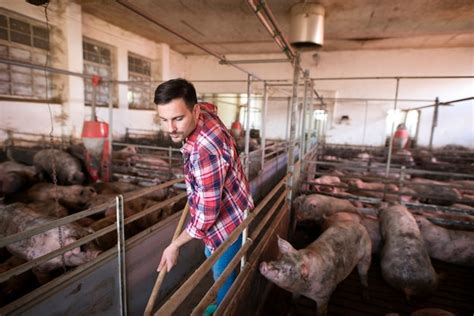 Free Photo | Farm worker cleaning and keeping pigpen and pigs clean