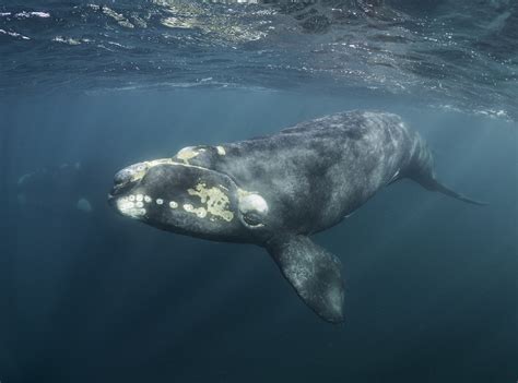 Southern right whales take shelter in noisy surf and whisper to avoid predators - Earth.com