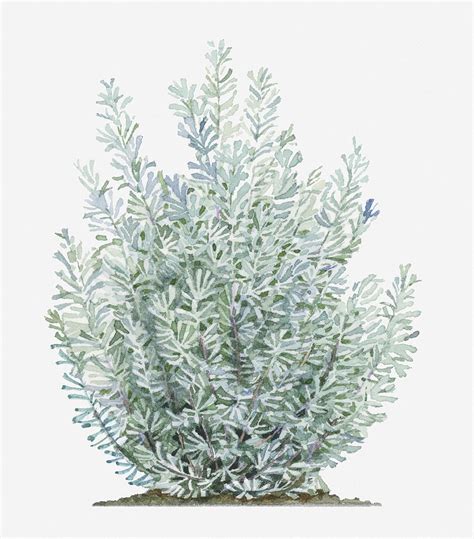 Illustration Of Artemisia Tridentata (sagebrush) Shrub by Liz Pepperell