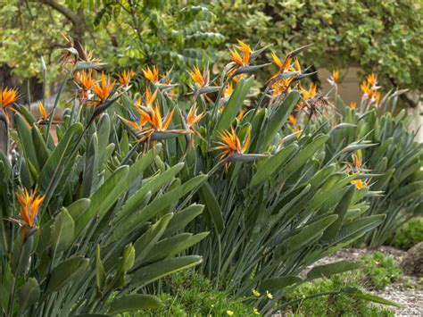 How to Prune a Bird of Paradise Plant - World of Flowering Plants