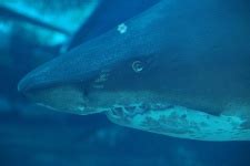 Shark Tooth Free Stock Photo - Public Domain Pictures