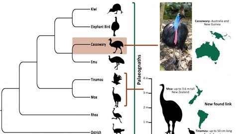 Inside story on cassowary evolution — Science Bulletin