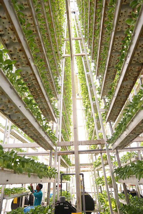 Sky Greens vertical farming agriculture Singapore, South East Asia | Nigel Dickinson