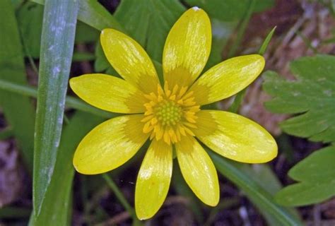 Lesser celandine is a cheerful early spring wildflower