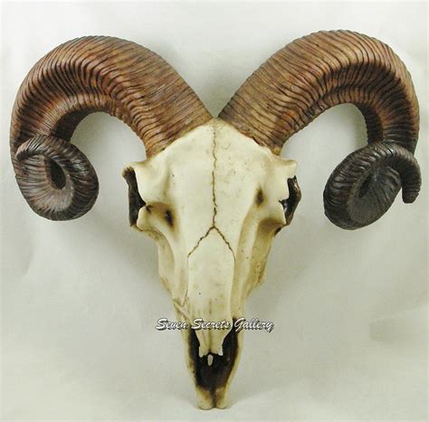 Free photo: Ram Skull - Anatomy, Research, Horns - Free Download - Jooinn