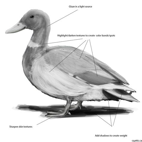 How To Draw A Realistic Duck Step By Step at Drawing Tutorials