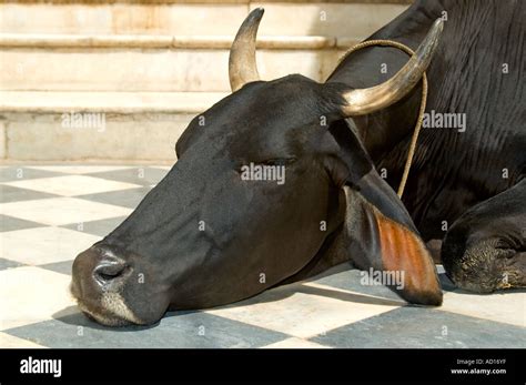 Sahiwal cow hi-res stock photography and images - Alamy