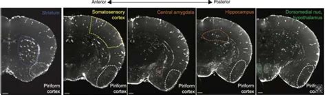 Neurons in mouse piriform cortex aid in recurrent circuit development, study finds