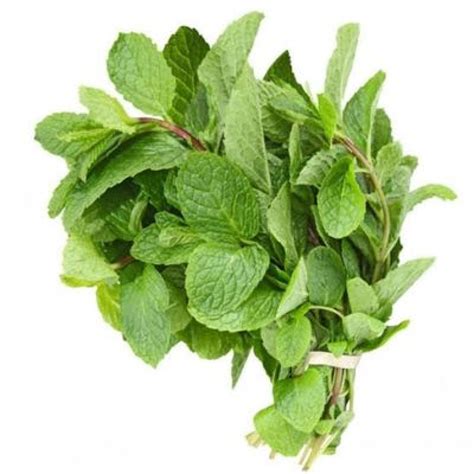 Mint Leaves – Alabaara