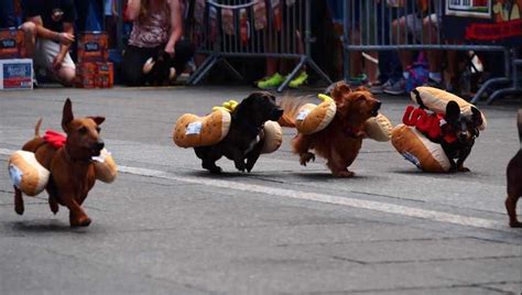 100 wiener dogs race at Oktoberfest Cincinnati