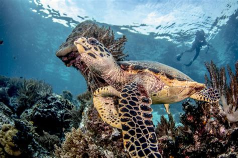 Beautiful green sea turtle on a coral reef pinnacle in tropical ...