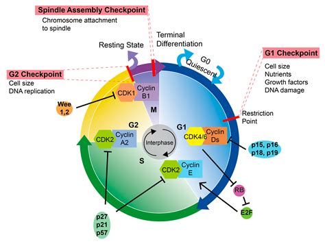 IJMS | Free Full-Text | Regulation of the Cell Cycle by ncRNAs Affects ...