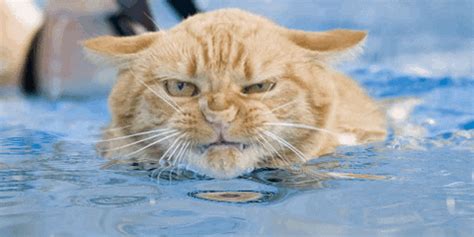 Swim GIF - Find & Share on GIPHY