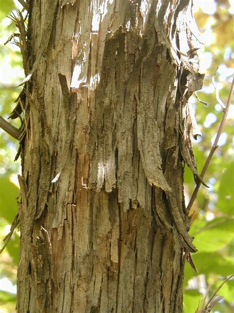 Nature Devotions : Hop hornbeam bark