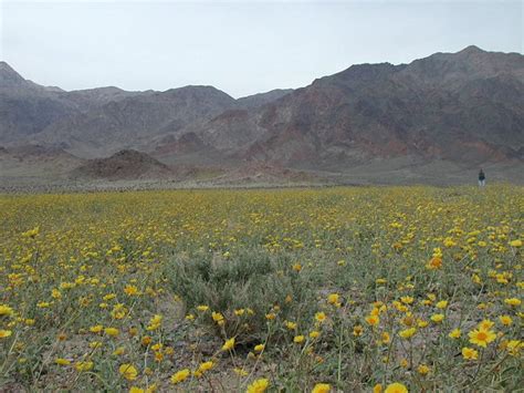 Death Valley - Flowers!