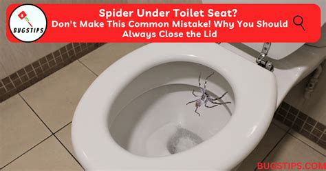 Spider Under Toilet Seat? Don't Make This Common Mistake! Why You ...