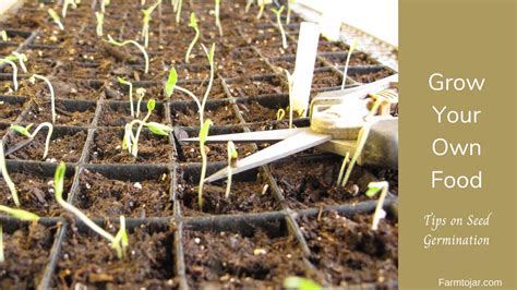 Grow your own food - Tomato & Vegetable Seed Germination Tips & Tools - YouTube